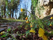 11 Bellissimi fiori gialli...